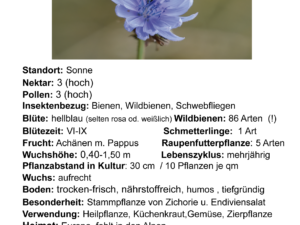 Cichorium intybus – gemeine Wegwarte  <br> 1 Stck. im 9 cm Topf (UG 02)