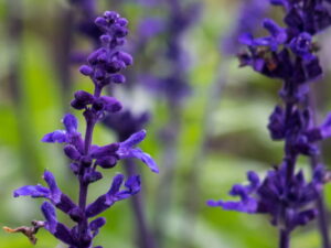 Lavandula ang. ‚Hidcote Blue‘ – Lavendel <br> 1 Stck. im 12 cm RC-Topf