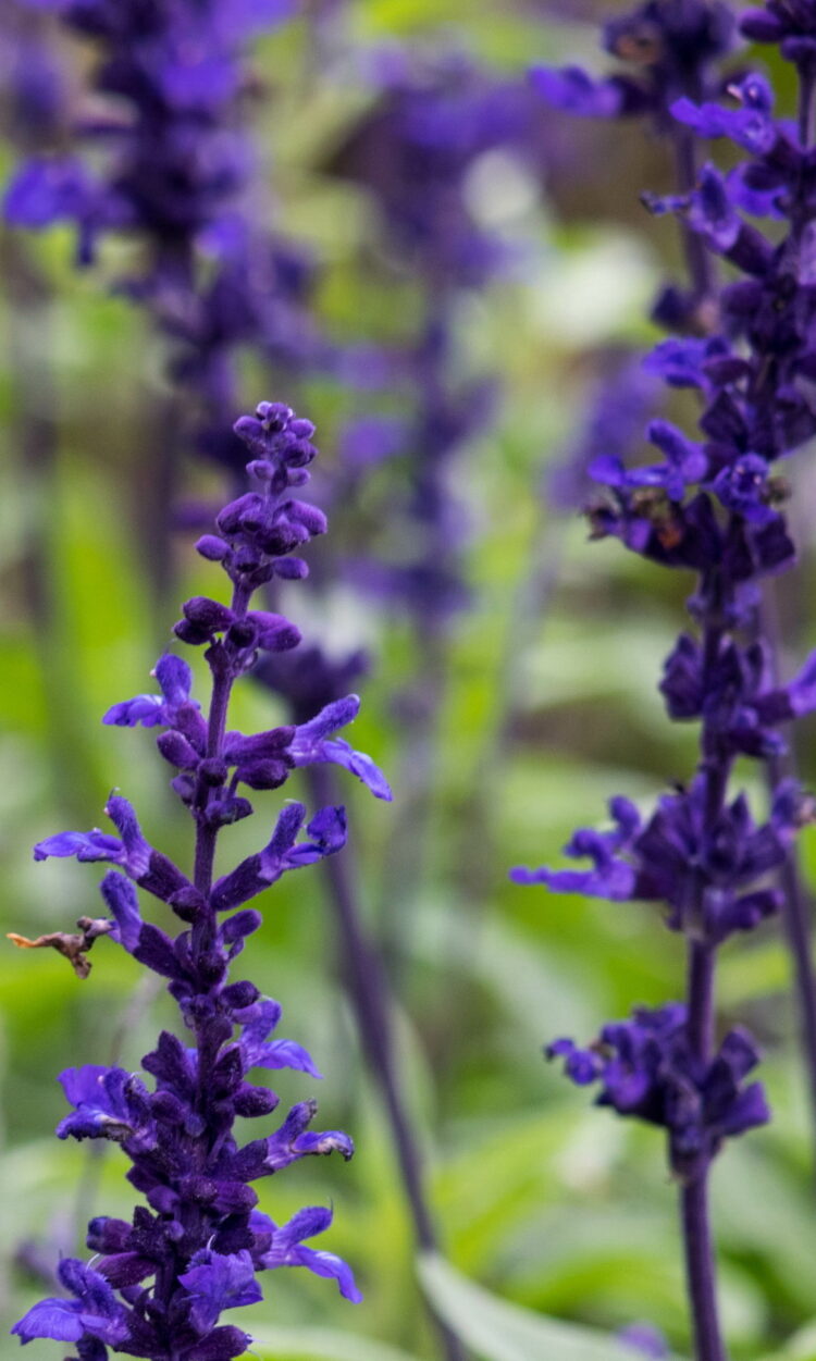 Lavandula ang. 'Hidcote Blue' - Lavendel <br> 1 Stck. im 12 cm RC-Topf