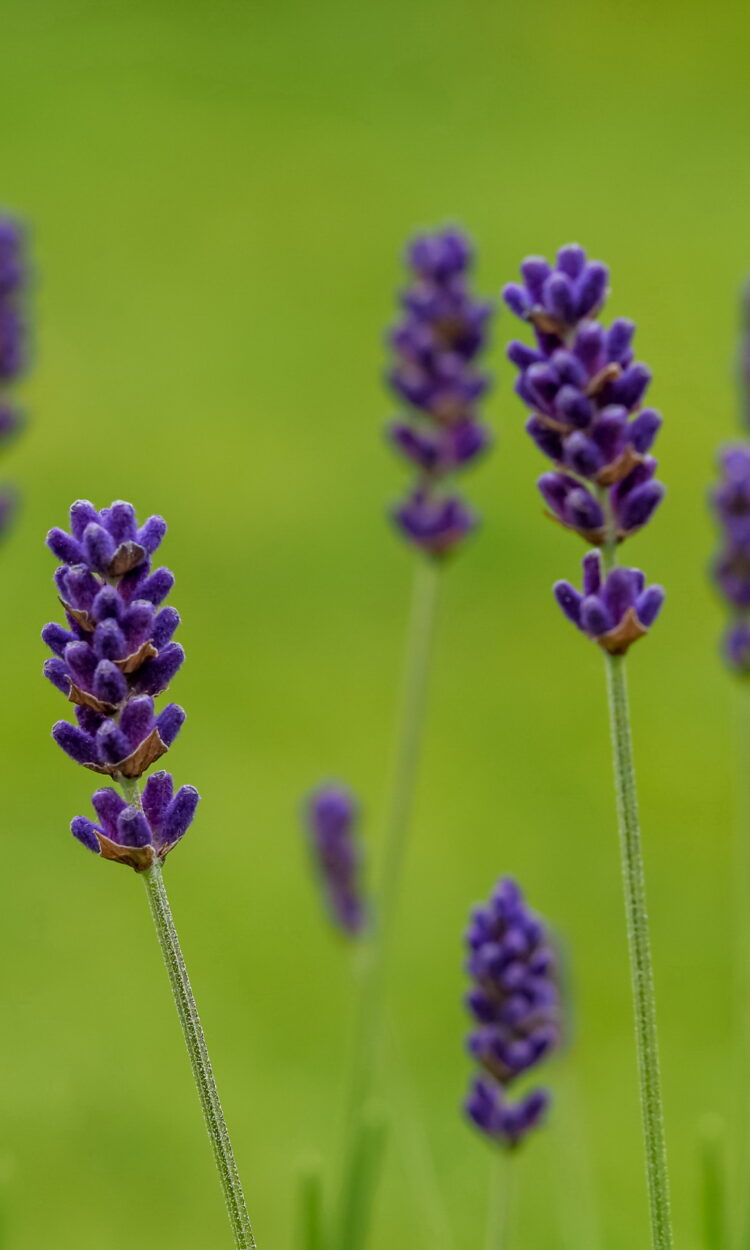 Lavandula ang. 'Hidcote Blue' - Lavendel <br> 1 Stck. im 12 cm RC-Topf – Bild 4