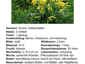 Primula veris – echte Schlüsselblume <br>1 Pflanze im 12 cm RC-Topf (UG 02)