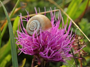 Cirsium acaule – stängellose Kratzdistel  <br> 1 Stck. im 12 cm RC-Topf