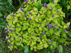 Agastache mexicana – mexikanische Duftnessel <br>ca. 250 Korn