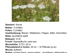 Daucus carota – wilde Möhre  <br> 8 Stck. Jungpflanzen