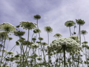 Daucus carota – wilde Möhre  <br> 1 Stck. im  9 cm Topf