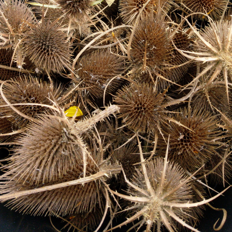 Natur- und Wildpflanzen