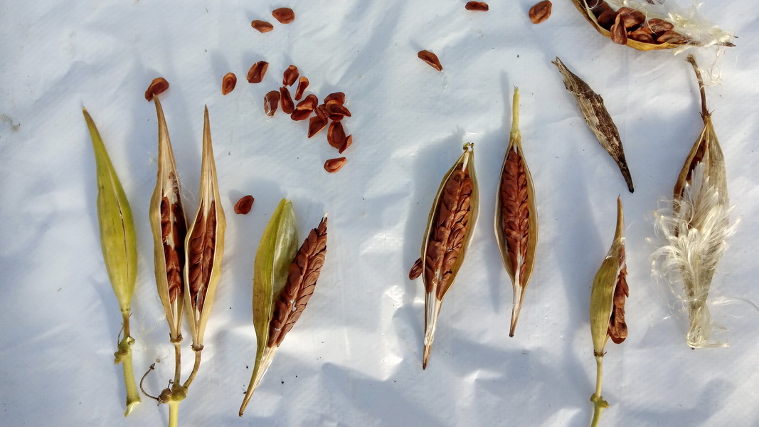 Samen f. insektenfreundliche Pflanzen