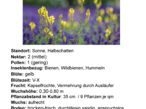 Linaria vulgaris – gemeines Leinkraut <br> 1 Stck. im 12 cm RC Topf