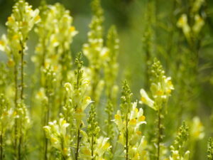 Linaria vulgaris – gemeines Leinkraut <br> 0,15 gr., ca. 500 Korn (UG 09, PG C)