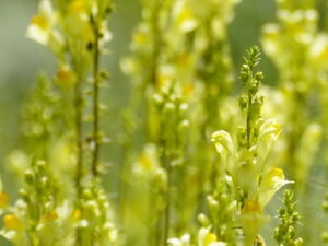 Linaria vulgaris – gemeines Leinkraut <br> 7 Stck. Jungpflanzen