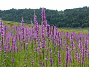 Lythrum salicaria – Blut-Weiderich <br> 0,2 gr., ca. 3.500 Korn (UG 02, PG C)
