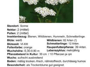 Wildpflanzen-Mix 01  – anspruchlos/trocken <br> 8 Stck. ( 1 x Schafgarbe, 3 x Wegwarte, 3 x Kratzdistel, 1 x Witwenblume)