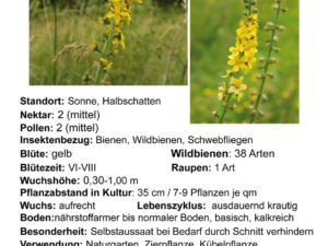 Agrimonia eupatoria – kleiner Odermenning  <br> 1 Stck. im 12 cm RC-Topf