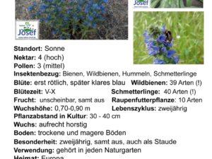 Echium vulgare – Natternkopf <br> 1 Stck. im 12 cm RC-Topf (UG 02)