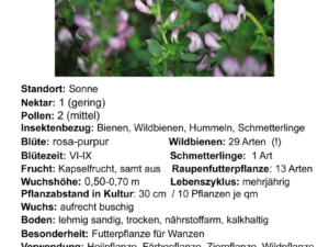 Ononis spinosa – dornige Hauhechel <br> 1 Stck. im 12 cm RC-Topf (UG n.n.)