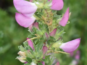 Ononis spinosa – dornige Hauhechel <br> 8 Stck. Jungpflanzen
