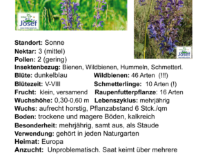 Salvia pratensis – Wiesensalbei <br>Tb 12 cm  (UG 02)