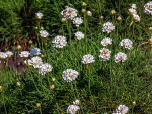 Armeria maritima ‚Alba‘ – weiße Grasnelke 1 Stck. im 9 cm Vierecktopf