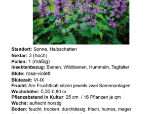 Betonica officinalis – Heilziest 1 Stck. im 12 cm Viereck-Topf (UG n.n.)
