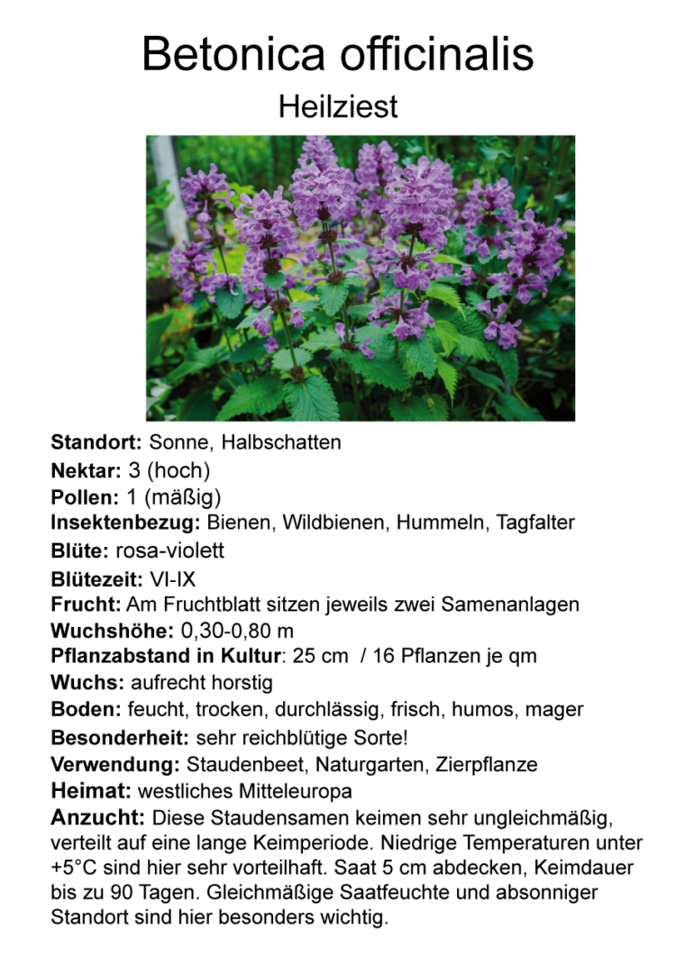 Betonica officinalis - Heilziest <br> 1 Stck. im 12 cm RC-Topf (UG 02) – Bild 2