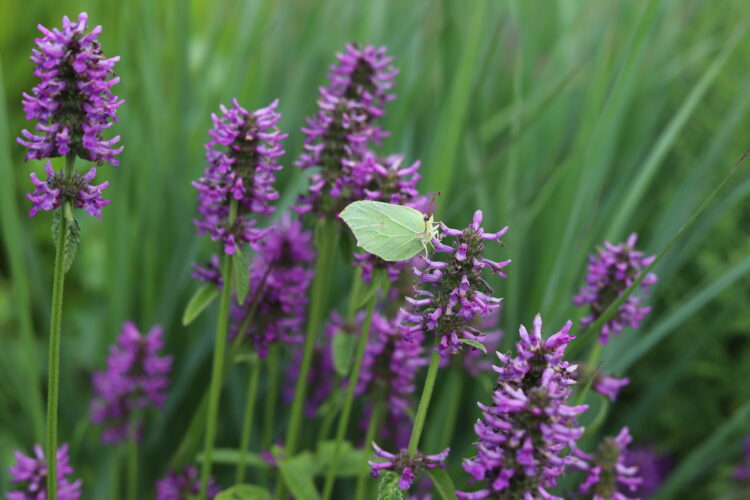 Betonica officinalis - Heilziest <br> 1 Stck. im 12 cm RC-Topf (UG 02)