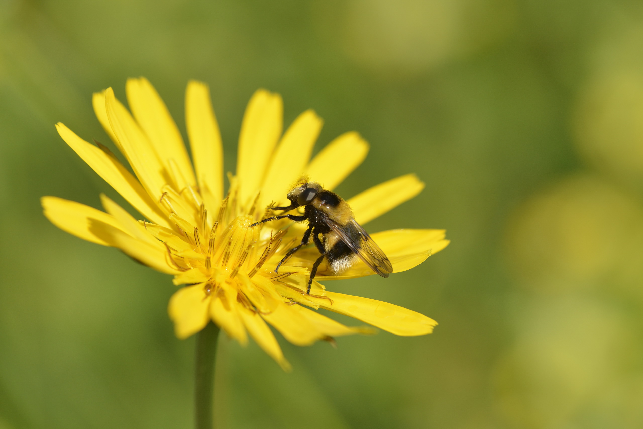 Crepis biennis – Wiesenpippau 6 Stck. im 12 cm RC Topf – Imker Josef