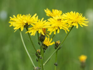 Crepis biennis – Wiesenpippau <br> 1 Stck. im 12 cm RC Topf