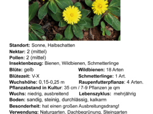 Hieracium pilosella – kleines Habichtskraut <br> 1 Stck. im 12 cm RC Topf (UG 01)