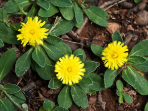 Hieracium pilosella – kleines Habichtskraut <br> 0,1 g, ca. 600 Korn (UG 01, PG D)
