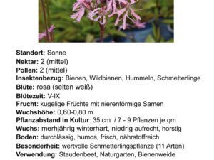 Lychnis flos-cuculi  Kuckucks-Lichtnelke <br> 1 Stck. im 12 cm Topf