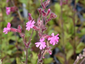 Silene dioica – rote Lichtnelke <br> 0,25 g, ca. 400 Korn (UG 02, PG C)