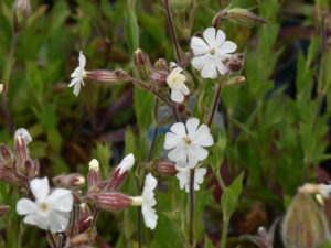 Silene latifolia alba – weiße Lichtnelke <br>0,25 g,  ca. 400 Korn (UG 02, PG C)