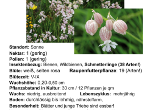 Silene vulgaris – gewöhnliches Leimkraut <br> 1 Stck. im 12 cm RC-Topf