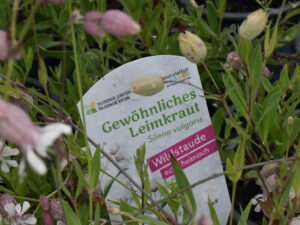 Silene vulgaris – gewöhnliches Leimkraut <br>0,5 g, ca. 400 Korn (UG 02, PG C)