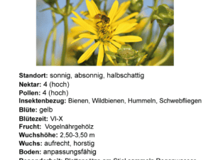 25  Stck. Sämlinge durchwachsene Silphie – Silphium perfoliatum