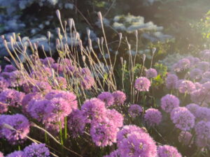 Allium millenium – Zierlauch <br> 1 Stck. im 12 cm RC-Topf