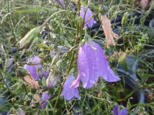Campanula rotundifolia – rundblättrige Glockenblume <br>0,1 g,  ca. 1.500 Korn (UG 02, PG E)