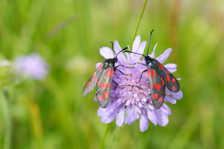 Knautia arvensis - Acker-Witwenblume<br>  1 g, ca. 150 Korn (UG 02, PG D) – Bild 4