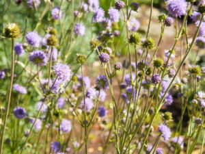 Knautia arvensis – Acker-Witwenblume <br>1 Stck. im 12 cm RC-Rundtopf