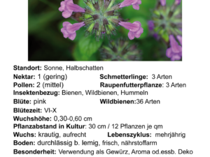 Clinopodium vulgare – gewöhnlicher Wirbeldost <br> 7 Stck. Jungpflanzen