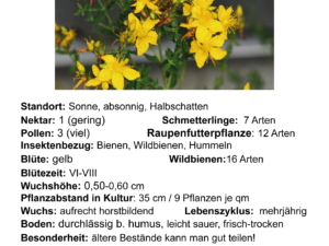 Hypericum perforatum – echtes Johanniskraut <br> 0,25 g, ca. 2.000 Korn (UG 02, PG C)