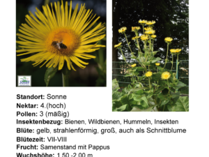 Inula helenium – echter Alant  <br> 1 Stck. im 12 cm RC-Topf