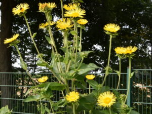 Inula helenium – echter Alant  <br> 0,5g, ca. 200 Korn