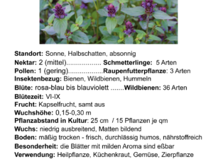 Prunella vulgaris – kleine Braunelle  <br> 0,25 g, ca. 300 Korn (UG 02, PG C)