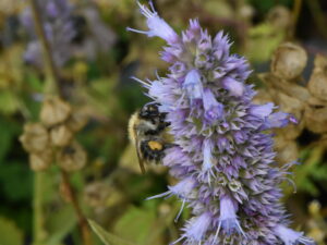 Agastache rug. ‚Blue Fortune‘ – blaue Duftnessel <br>0,1 g,  ca. 250 Korn (PG C)