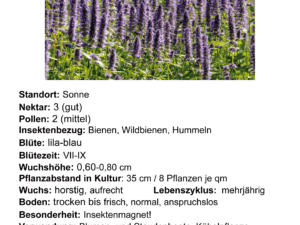 Agastache rug. ‚Blue Fortune‘ – blaue Duftnessel     7 Stck. Jungpflanzen