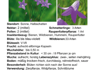 Campanula patula – Wiesenglockenblume     8 Stck. Jungpflanzen
