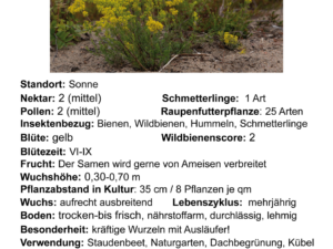 Galium verum – echtes Labkraut <br> 8 Stck. Jungpflanzen (UG 02)