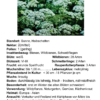 Pimpinella major - große Bibernelle<br> 0,5 g, ca.300 Korn (UG 02, PG D) – Bild 2