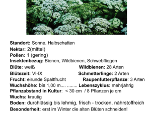 Pimpinella major – große Bibernelle<br> 0,5 g, ca.300 Korn (UG 02, PG D)